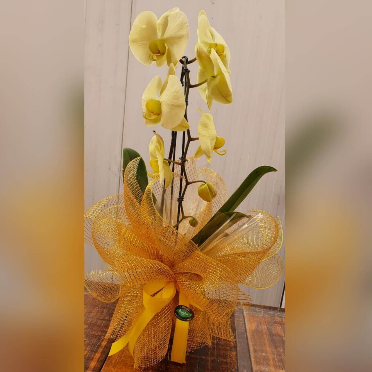 Orquídea Phalaenopsis Amarela - Penhabel Plantas