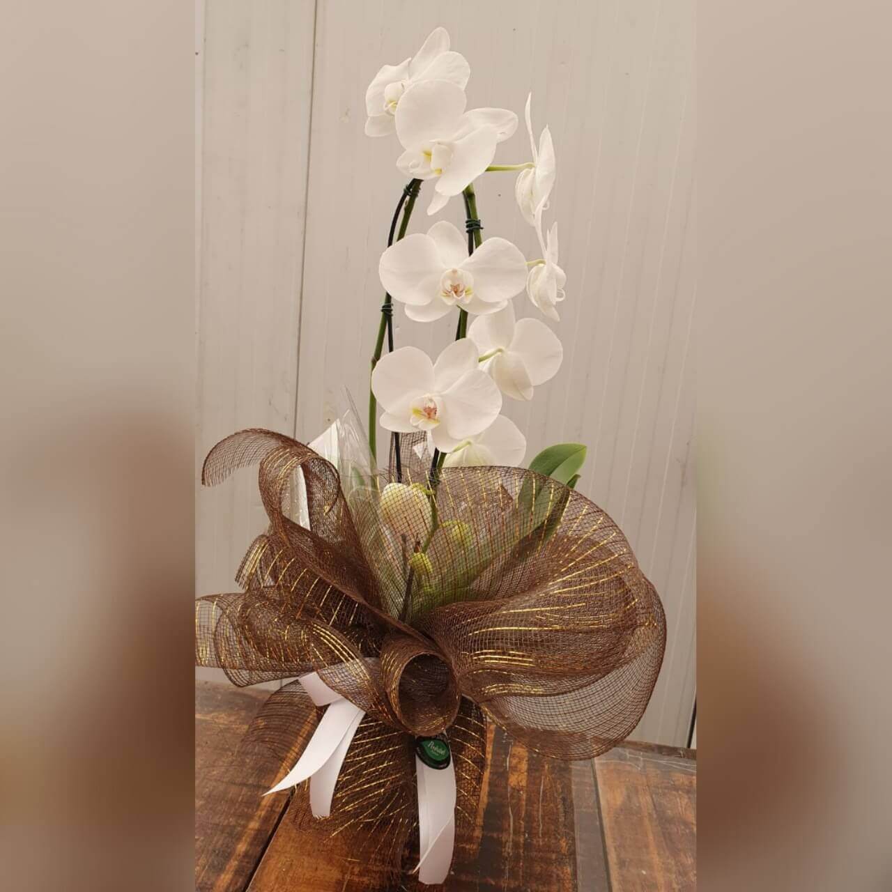 Orquídea Phalaenopsis Branca - Penhabel Plantas