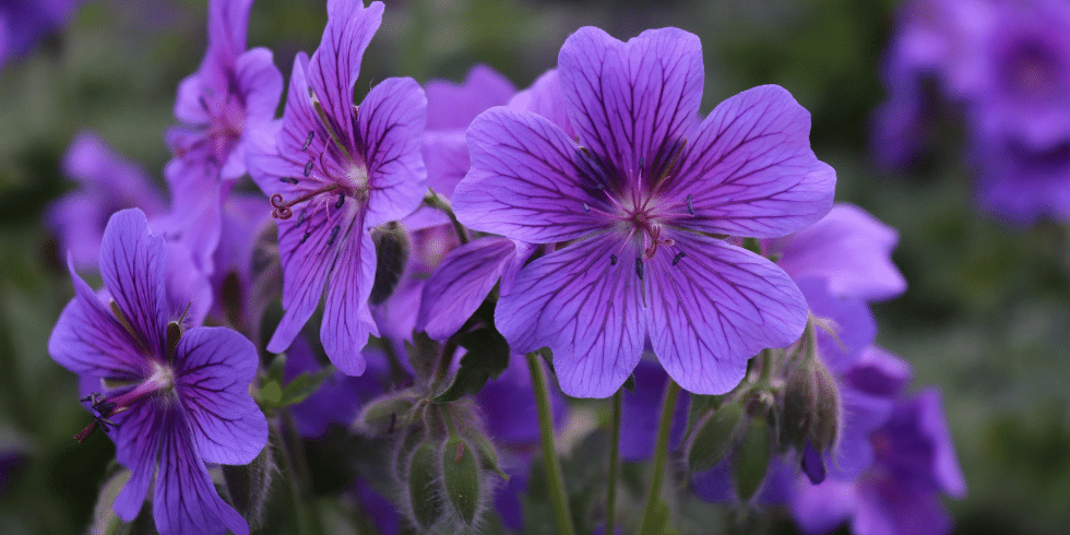 Violetas lilás